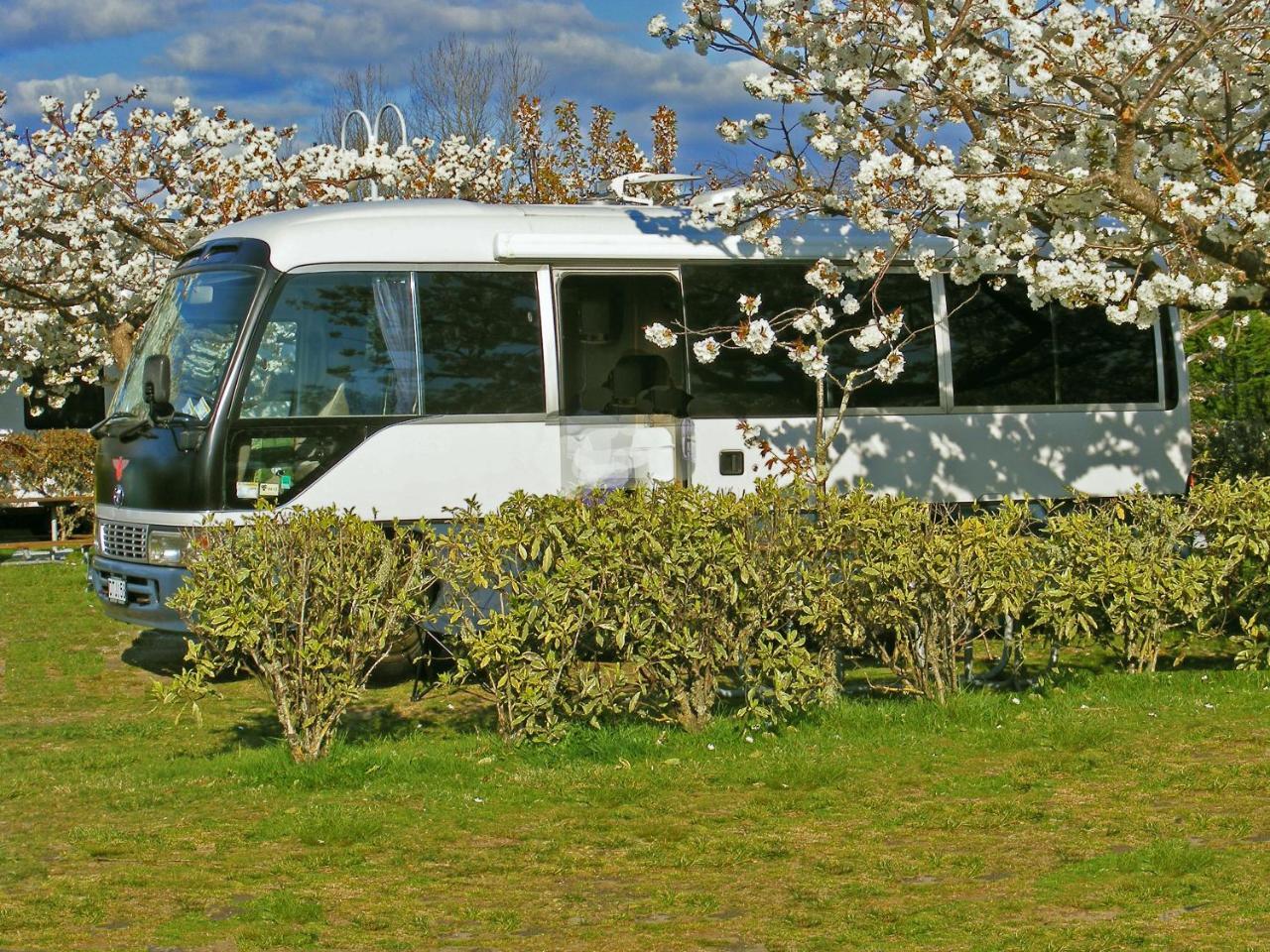 Taupo Debretts Spa Resort Экстерьер фото The photo shows a white bus parked amidst blooming cherry blossom trees. The bus is partially obscured by a green hedge, with well-manicured grass surrounding it. In the background, there are clear blue skies with some clouds, creating a serene and p